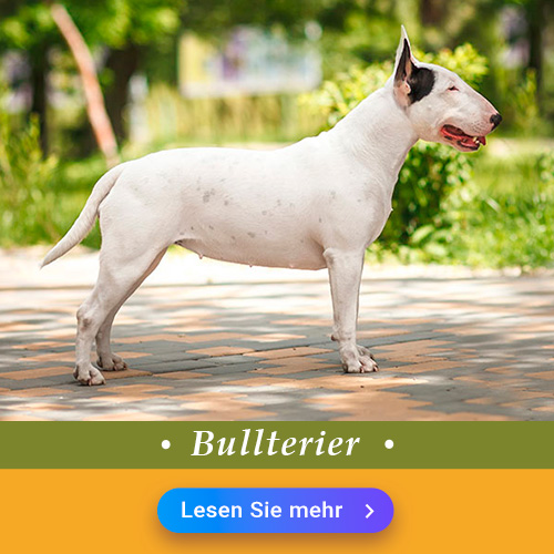 Bullterrier