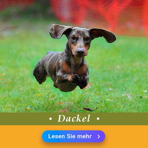 Dackel