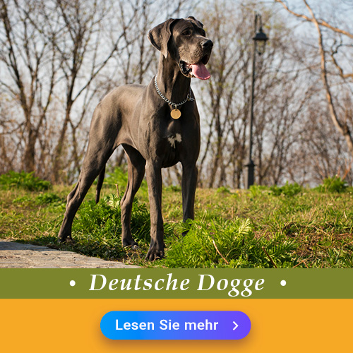 Deutsche Dogge