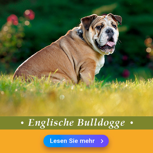 Englische Bulldogge