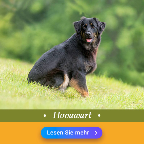 Hovawart