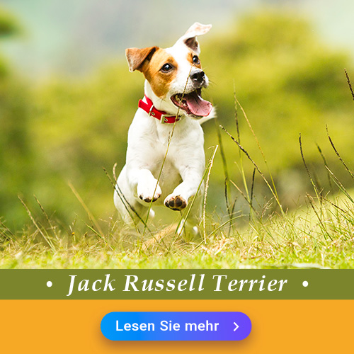 Jack Russell Terrier