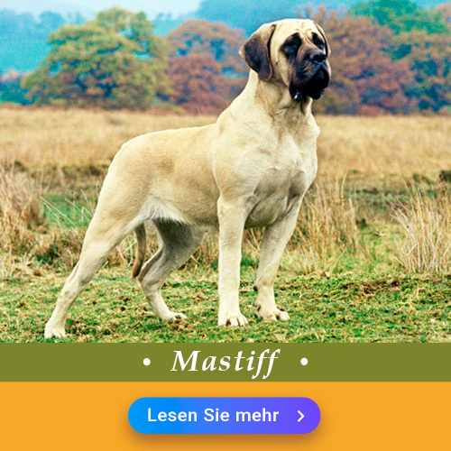 Mastiff