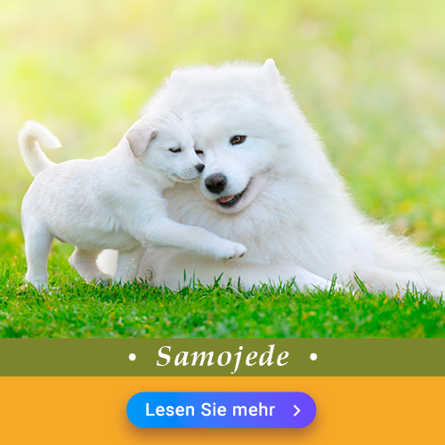 Samojede