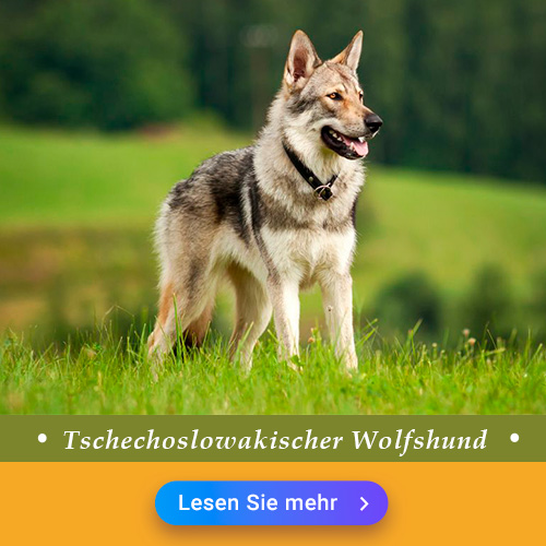 Tschechoslowakischer Wolfshund