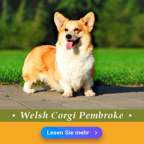 Corgi