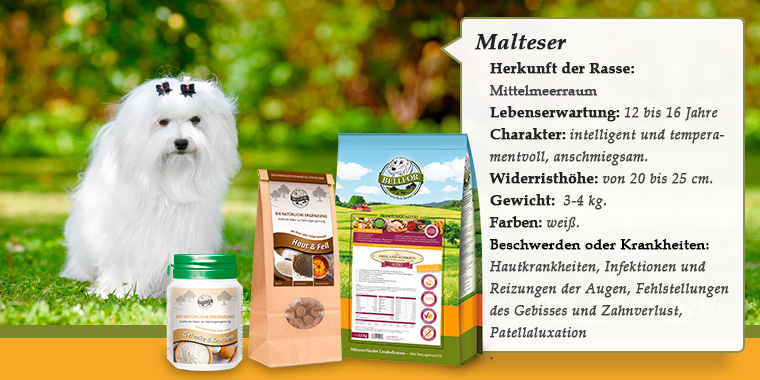 Malteser Hund Banner