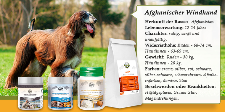 Banner mit Afghanischer Windhund (Afghane)