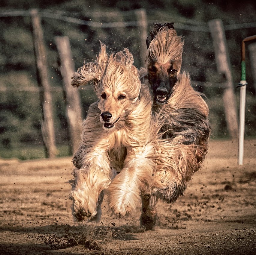 Aktivitäten mit dem Afghanischen Windhund