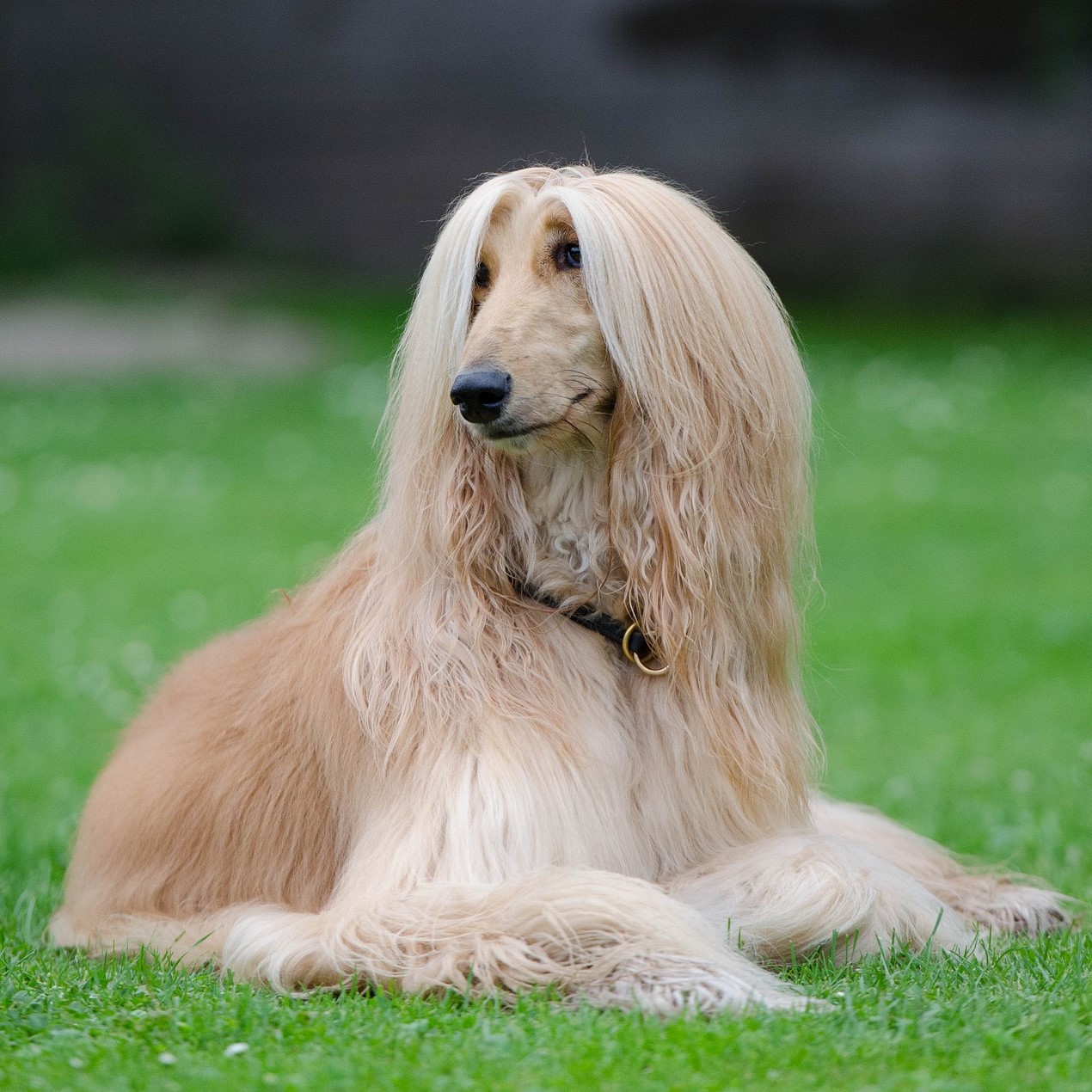 Afghanischer Windhund (Afghane)