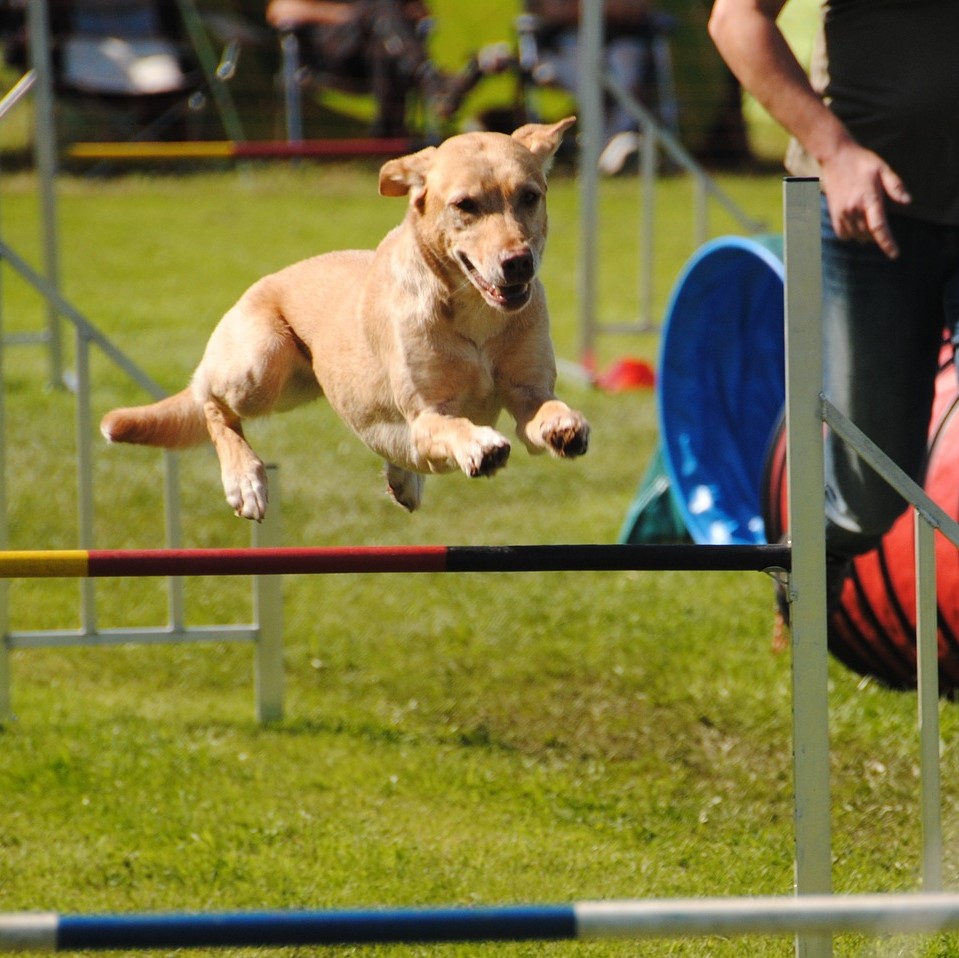 Offizielle Agility-Turniere