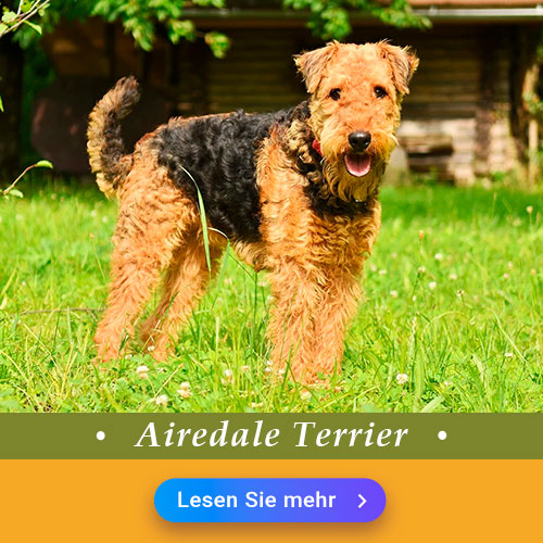 Airedale Terrier