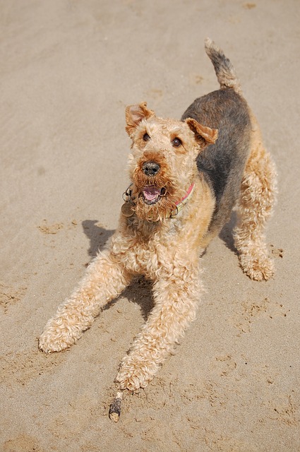 Airedale Terrier Wesen und Charakter