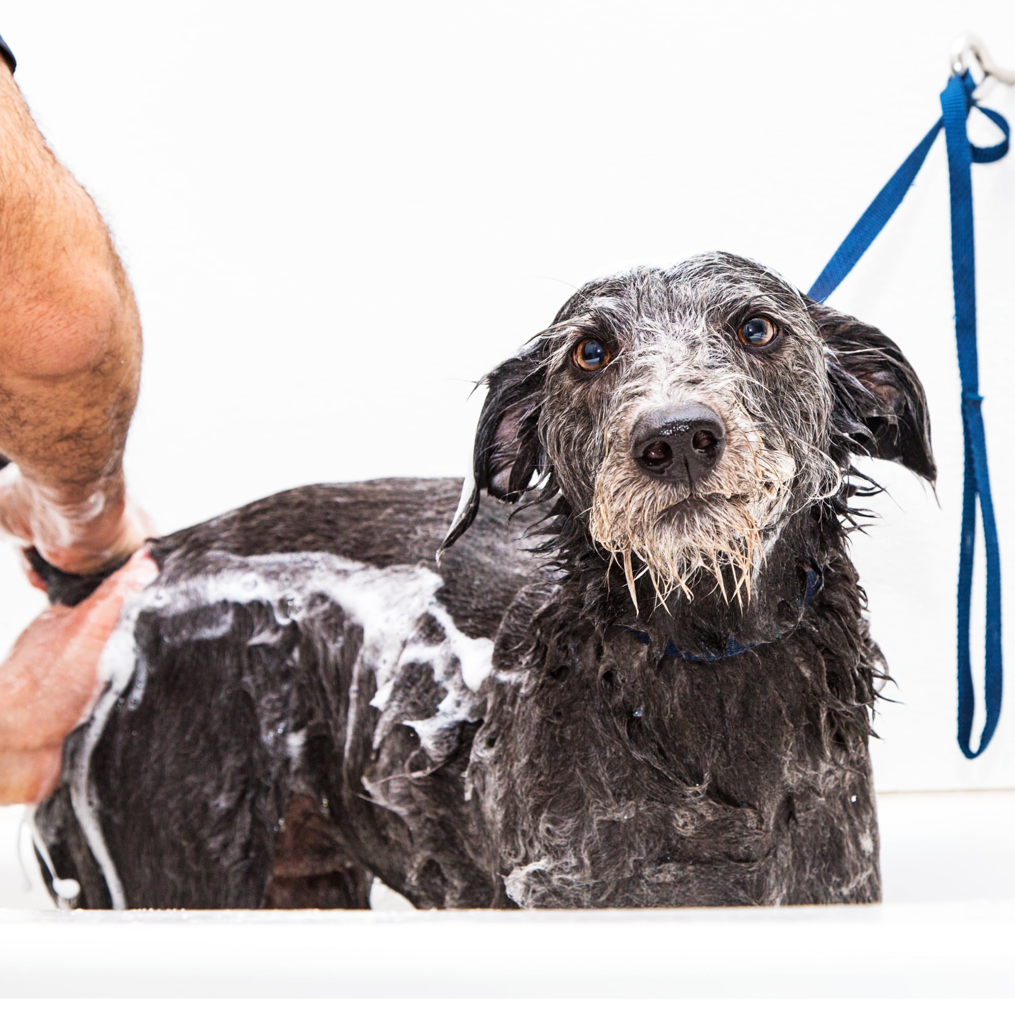 Analdrüsen beim Hund