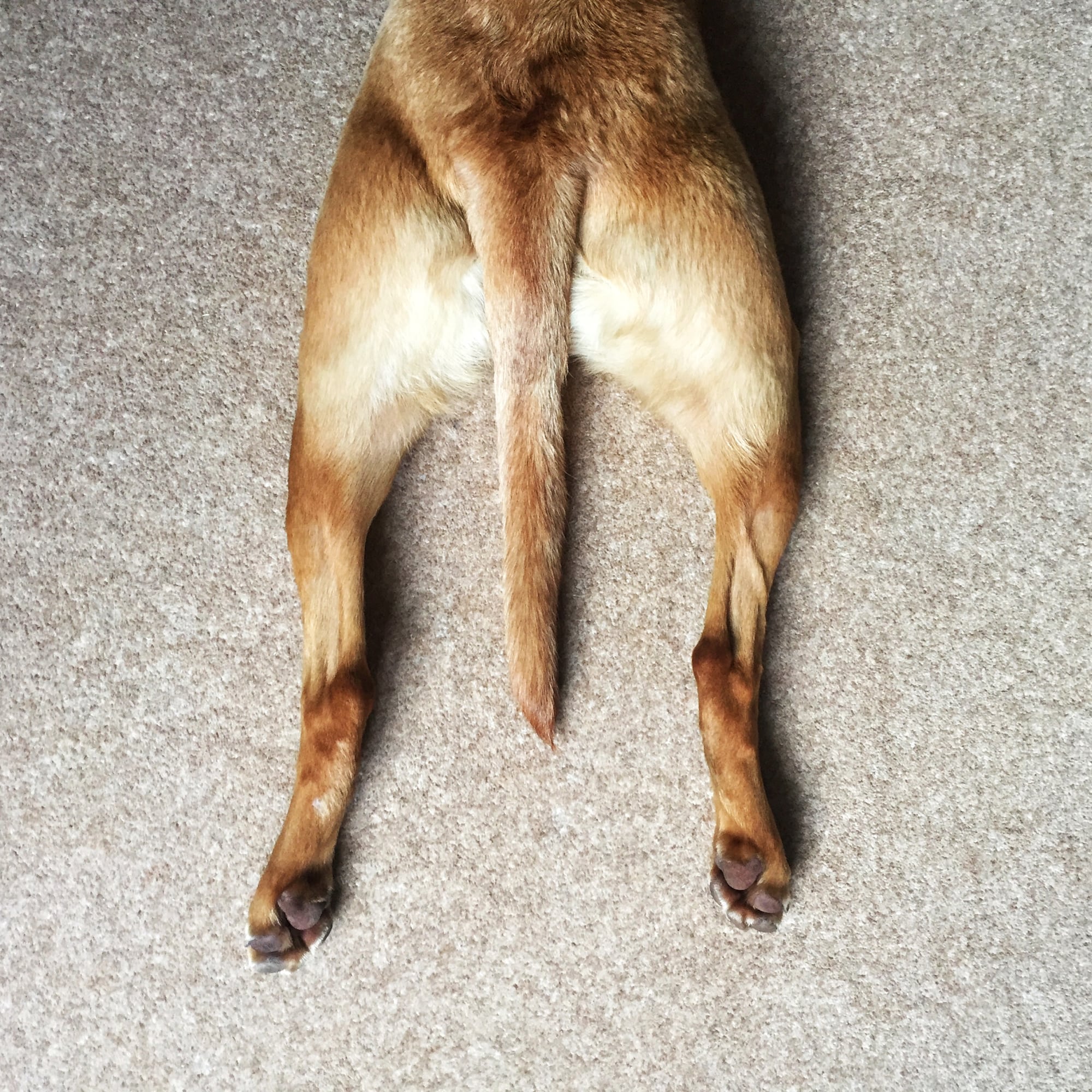 Analdrüsen beim Hund