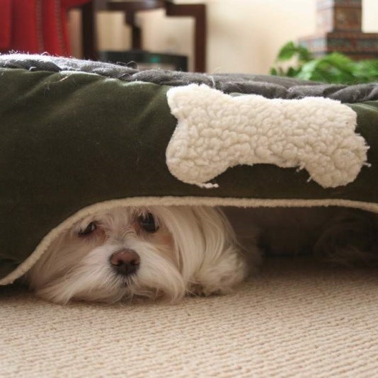 Hunde Angst
