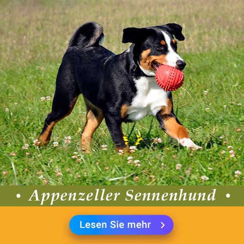 Appenzeller Sennenhund