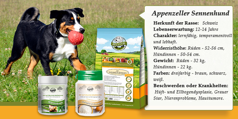 Banner mit Appenzeller Sennenhund