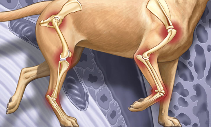 Arthrose beim Hund
