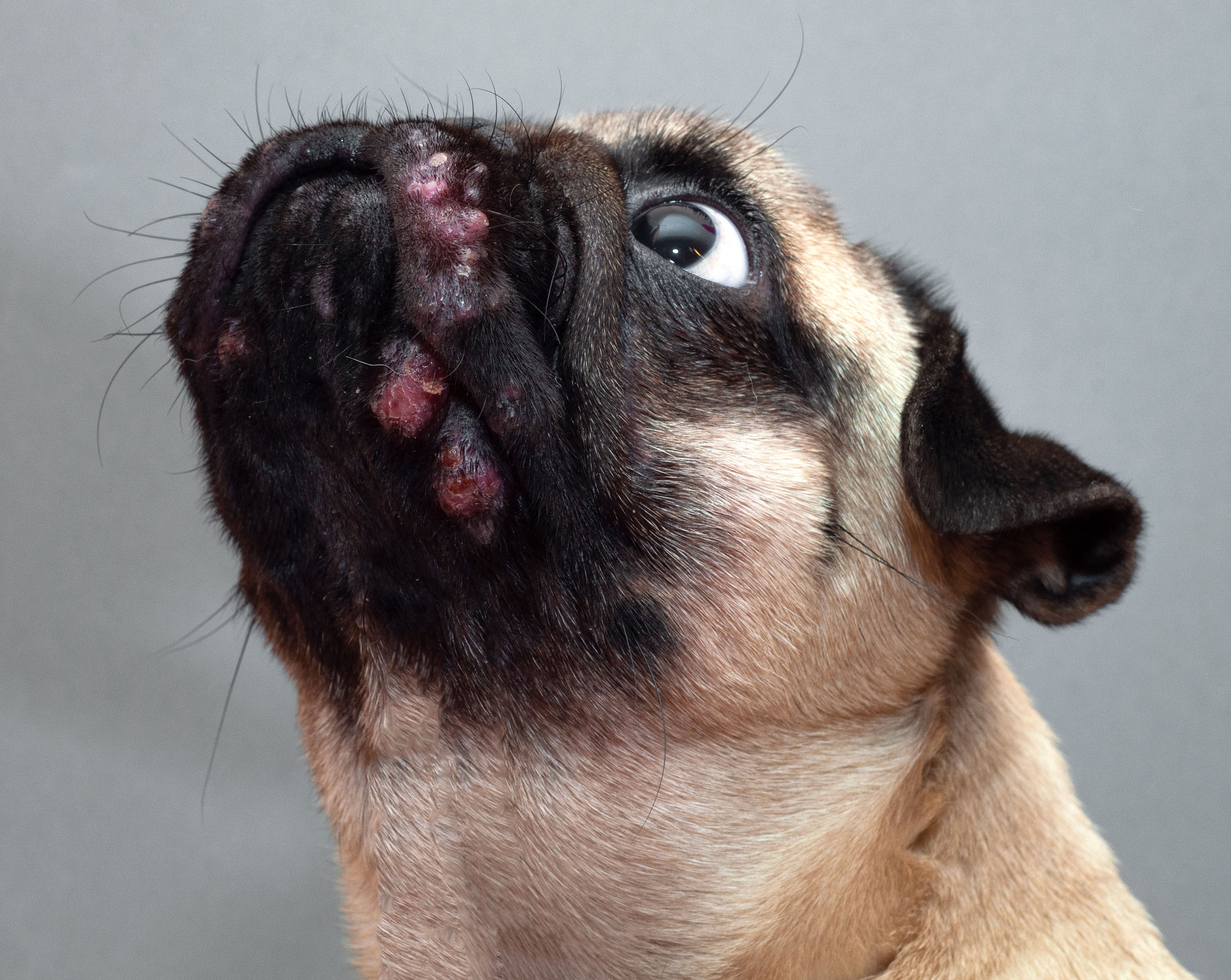 Ursachen für eine atopische Dermatitis bei Hunden