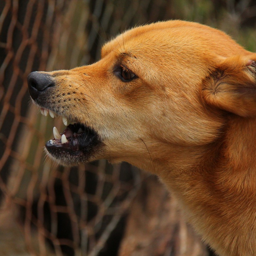 Aggressiver Hund