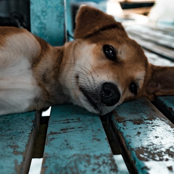 Bandscheibenvorfall beim Hund erkennen