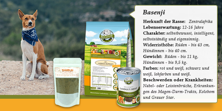 Banner mit Basenji