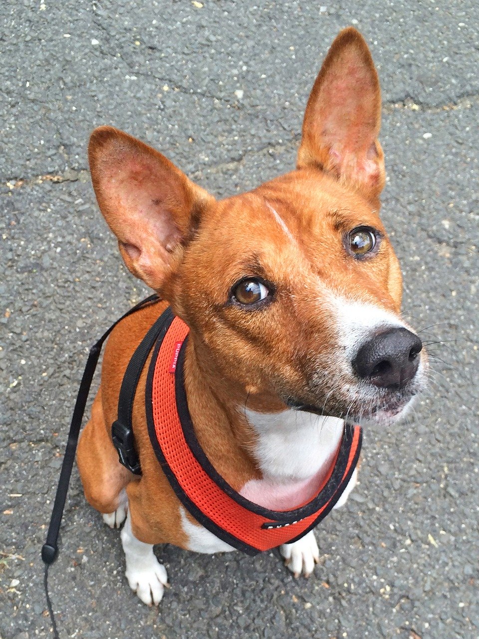 Aktivitäten mit dem Basenji