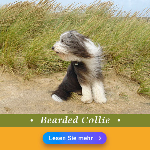Bearded Collie
