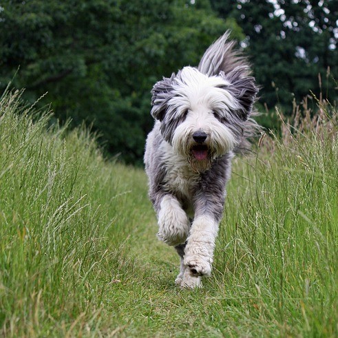 Aktivitäten mit dem Bearded Collie