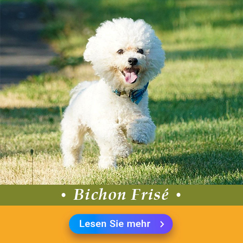 Bichon Frisé