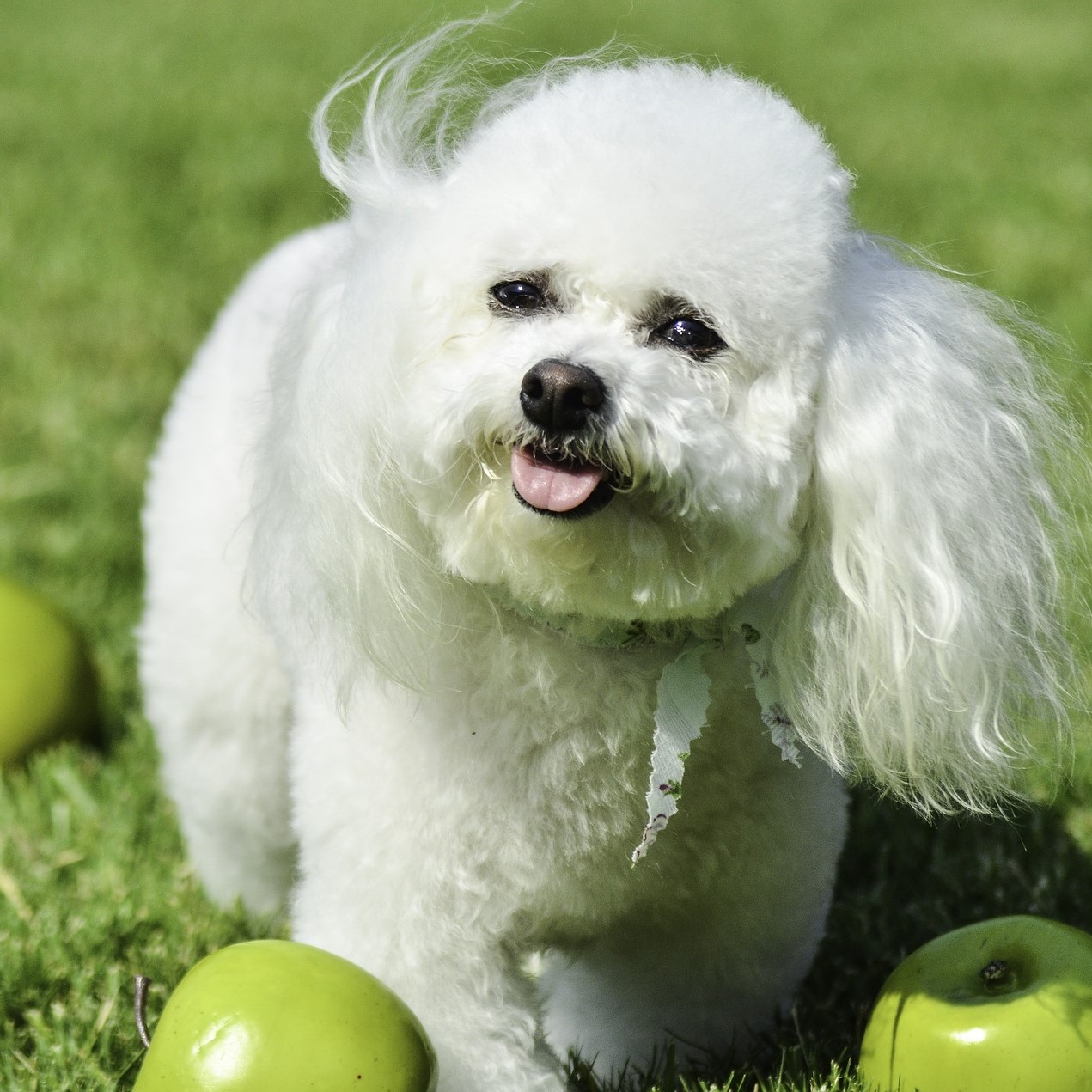 Bichon Frisé Wesen und Charakter