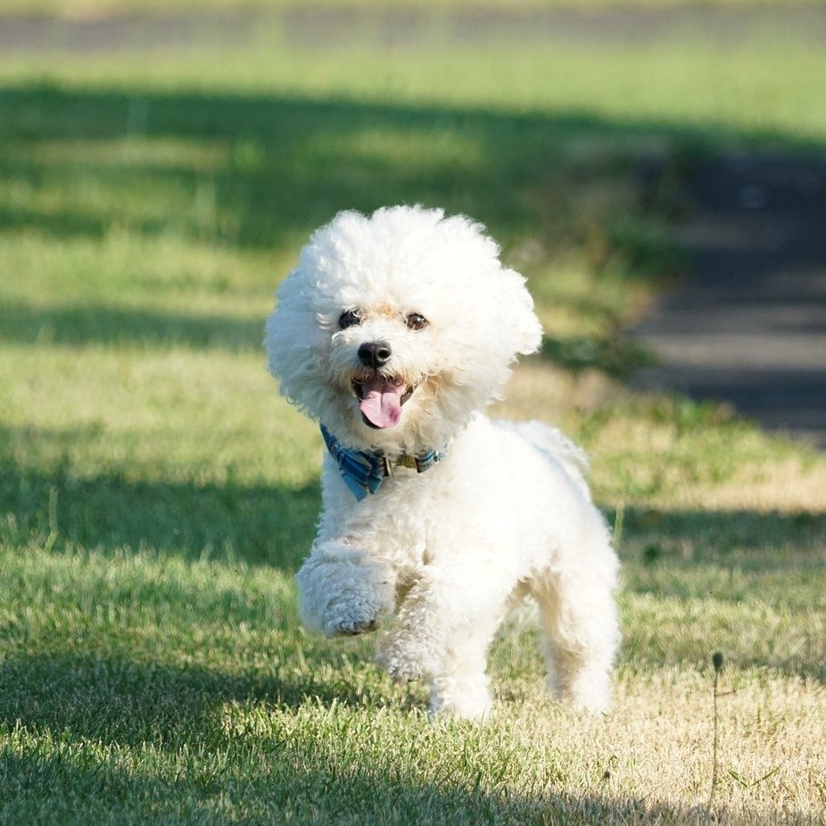 Bichon Frisé
