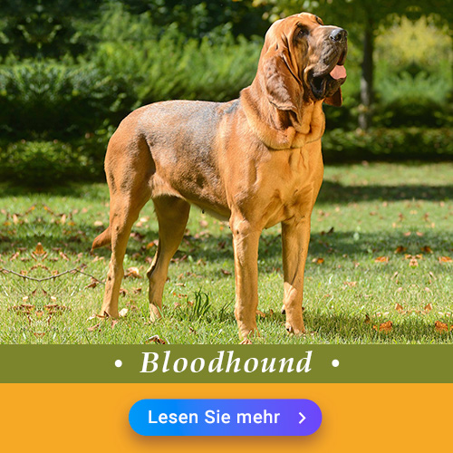 Bloodhound