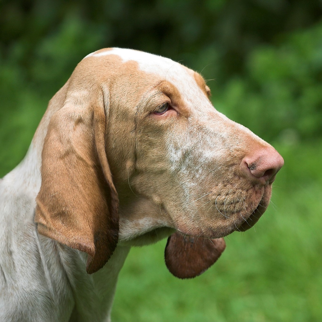 Bloodhound Wesen und Charakter