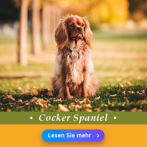 Cocker Spaniel