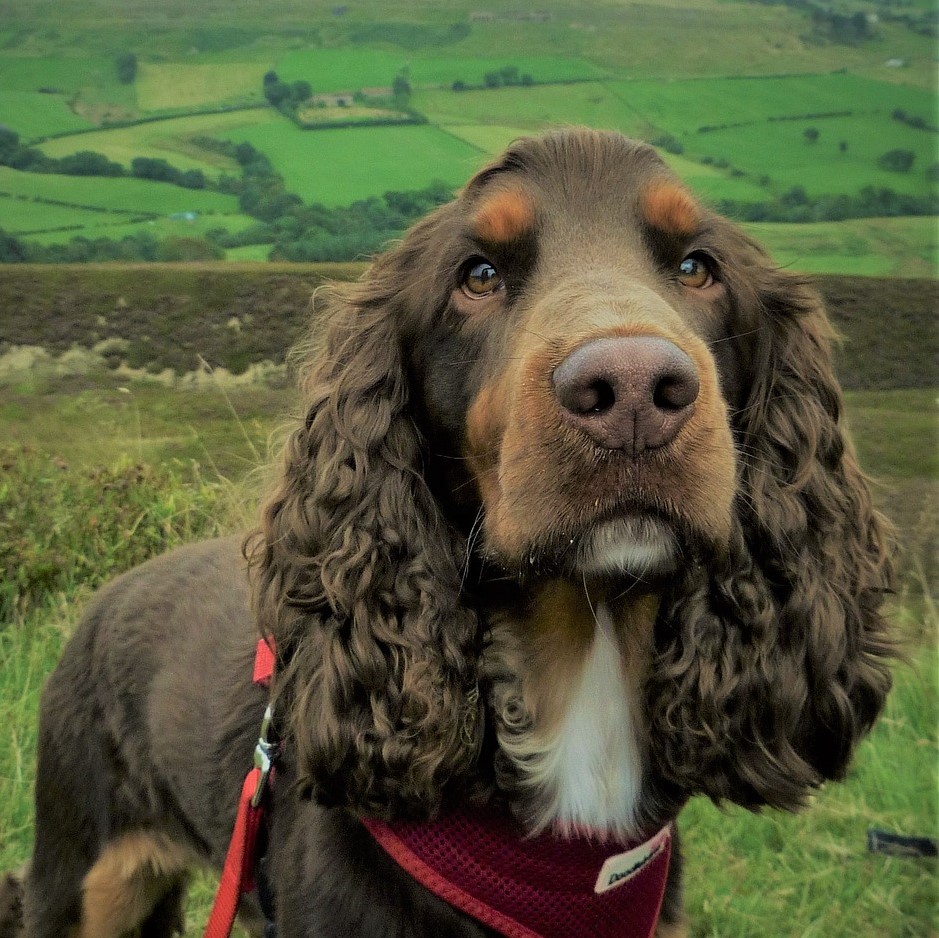 Cocker Spaniel Wesen und Charakter