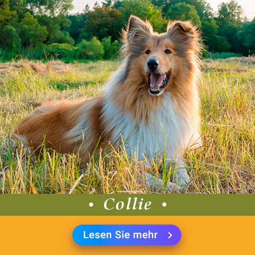 Collie