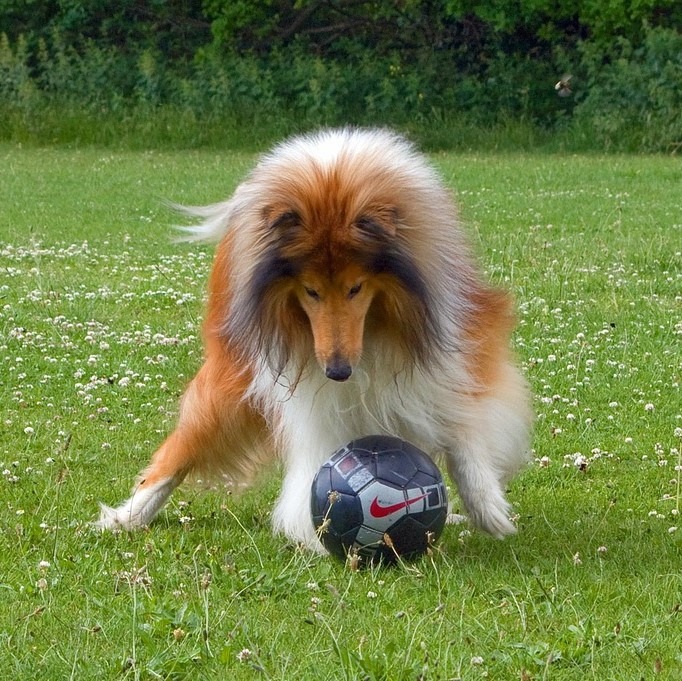 Aktivitäten mit dem Collie
