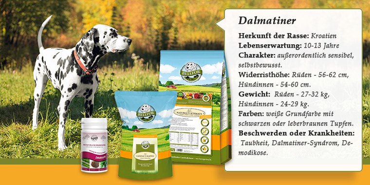 Banner mit Dalmatiner