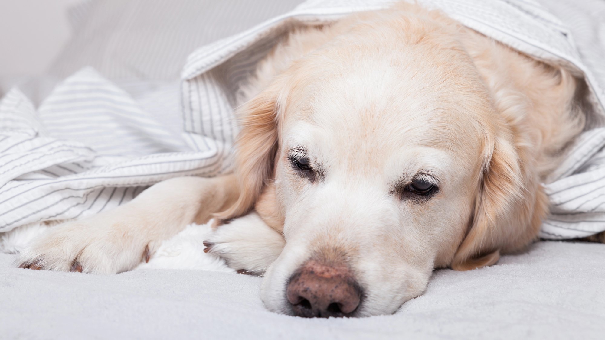 Malassezien-Dermatitis bei Hunden