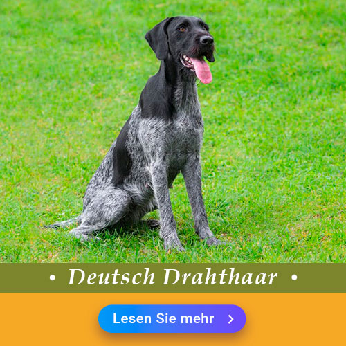 Deutsch Drahthaar