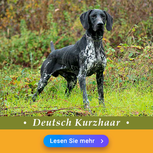 Deutsch Kurzhaar