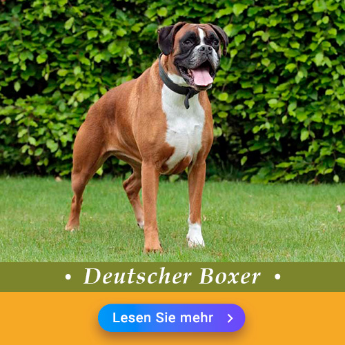 Deutscher Boxer