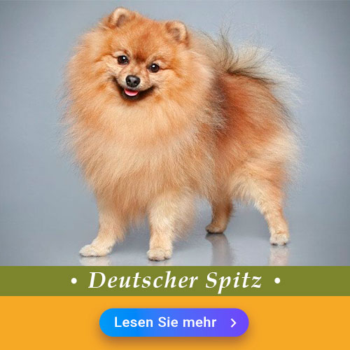 Deutscher Spitz