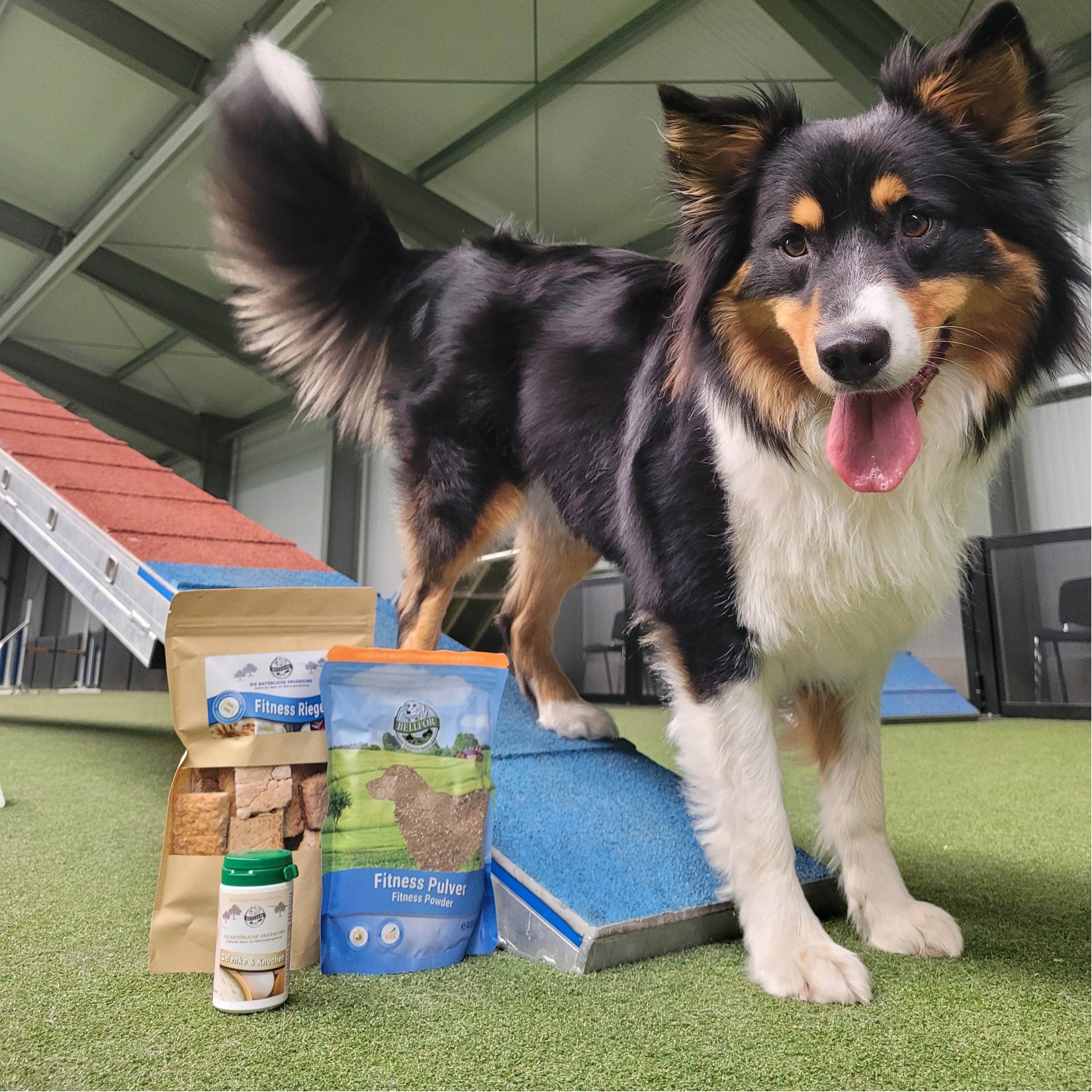 Hund mit Fitness Pulver