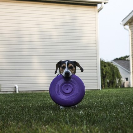 Welche Hunde können am Dog Frisbee teilnehmen
