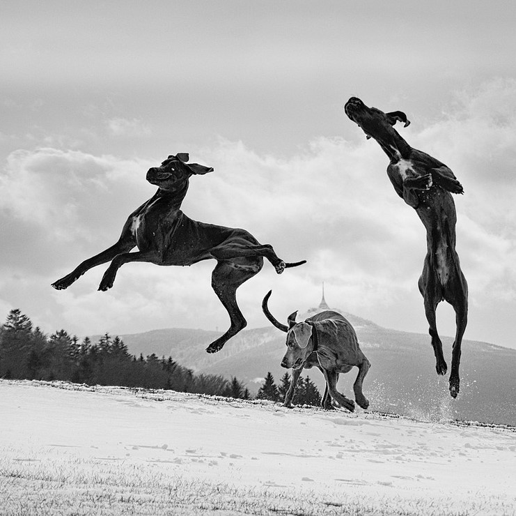Für welche Hunde eignet sich Dogdancing