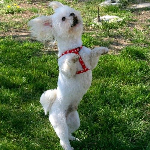 Dogdancing