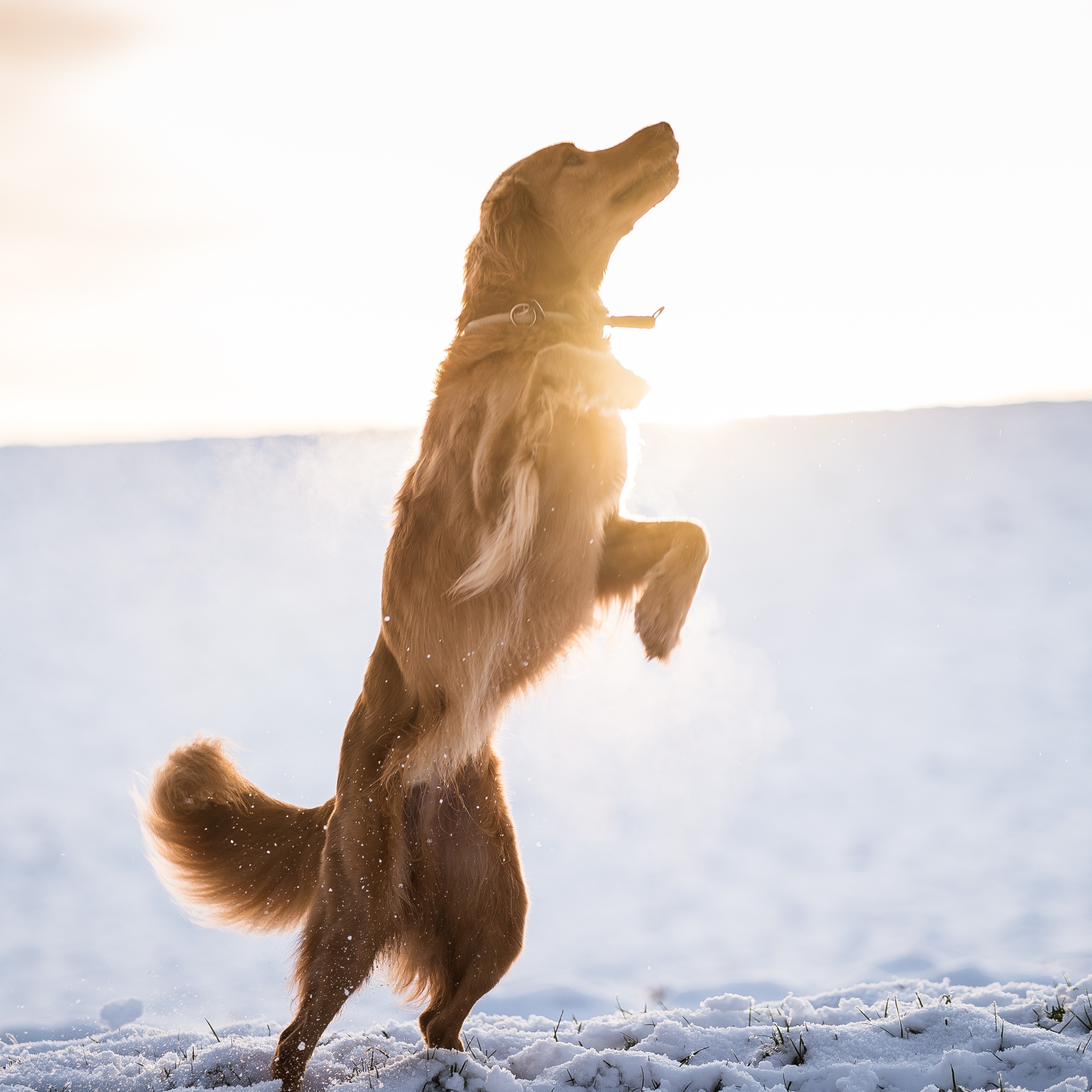 Dogdancing-Training